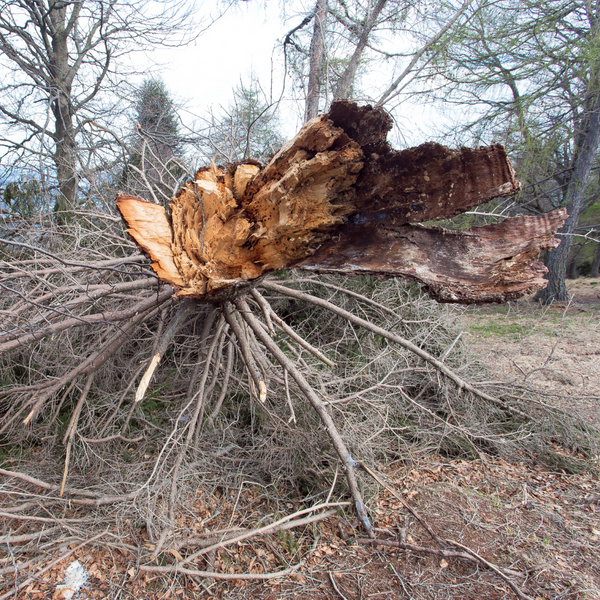 4 Reasons Why Dead Trees Should Be Removed J&S Tree Service, Inc